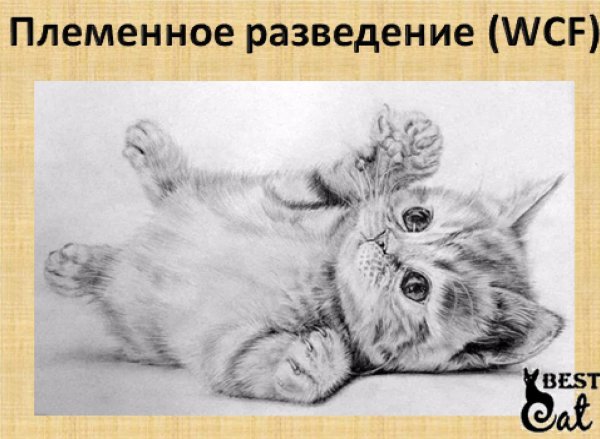 котята карандашом