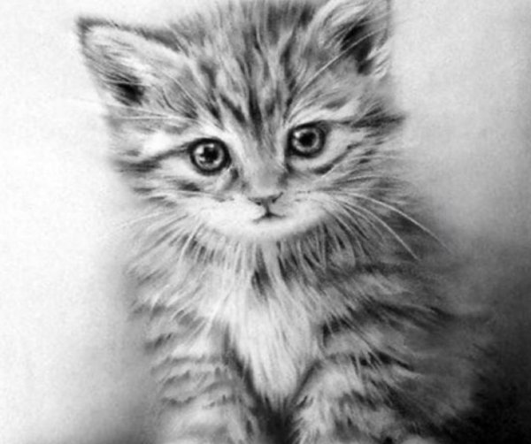 котята карандашом