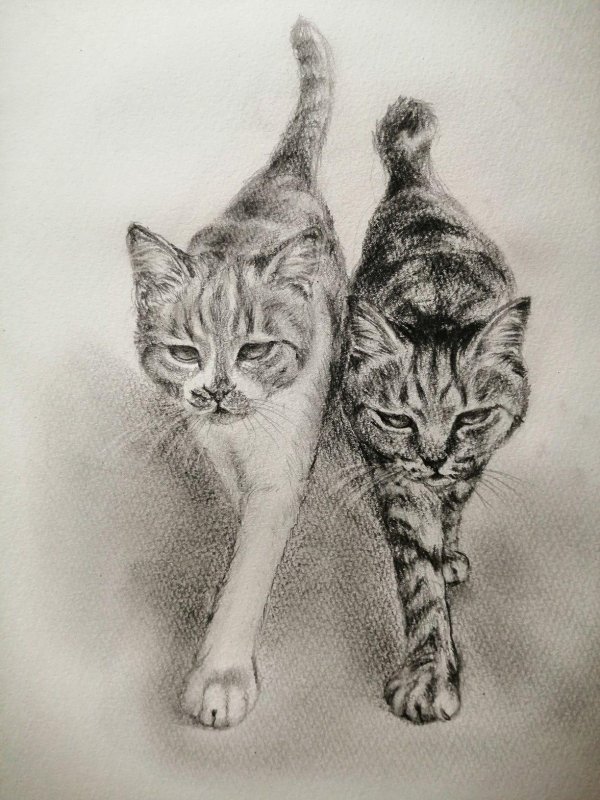 зарисовка кошки