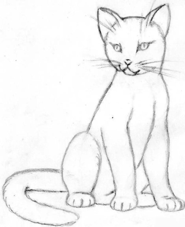 рисунки кошек карандашом