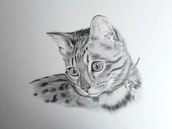 коты карандашом