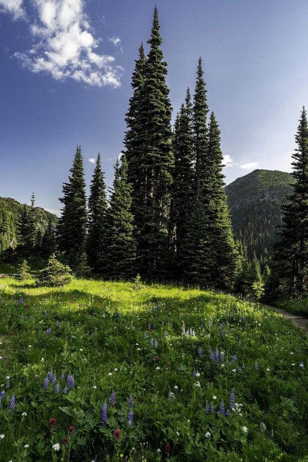 луга тропа лес