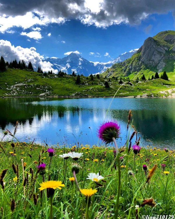 швейцария альпы луга