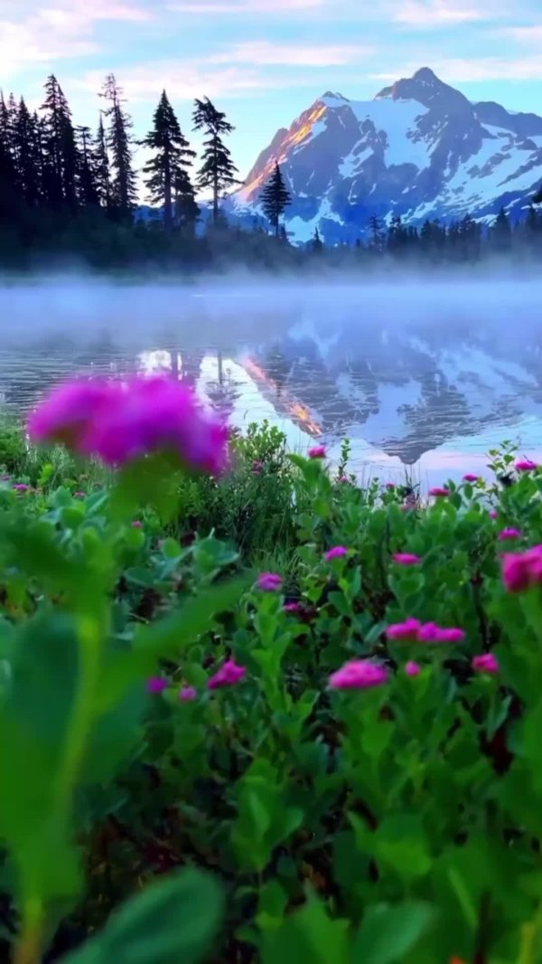 цветы горы