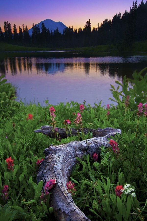 национальный парк маунт рейнир