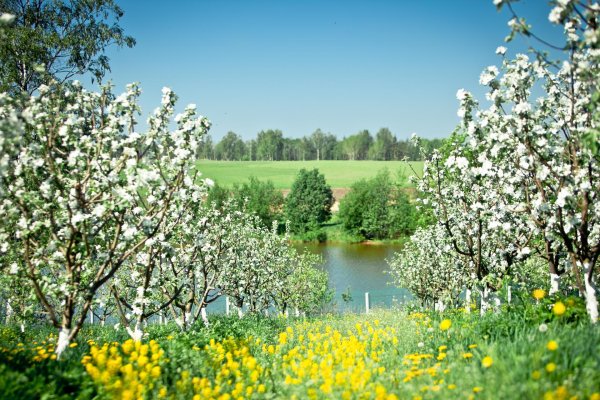 ясная поляна цветение яблонь