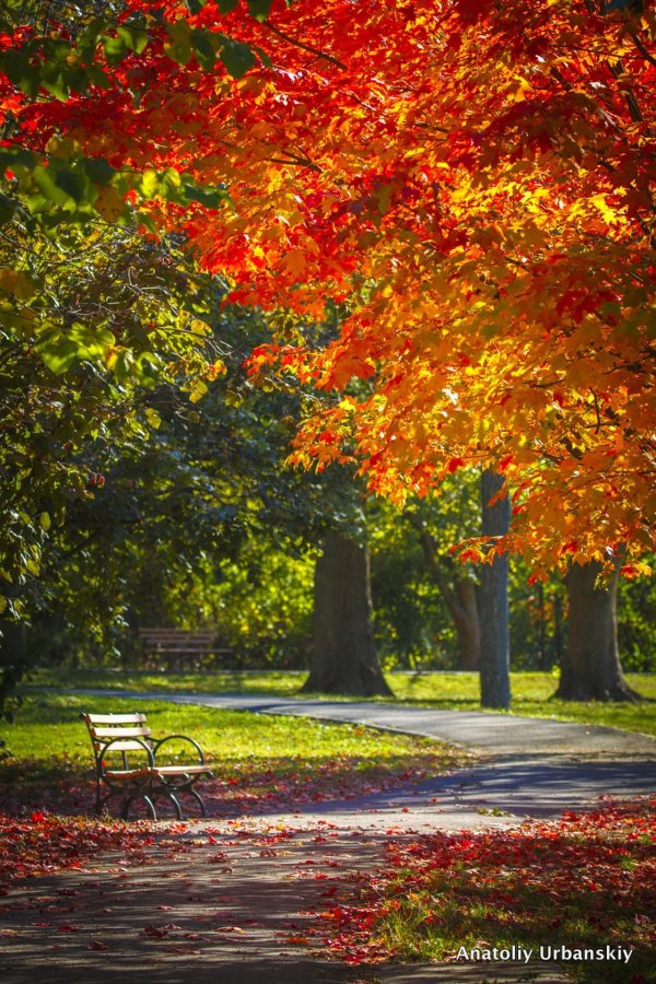 яркий осенний пейзаж