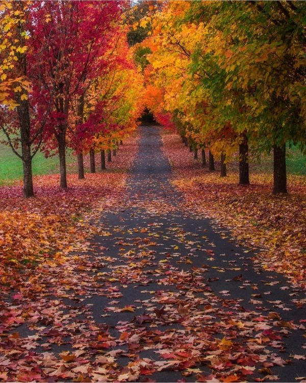 природа осенняя