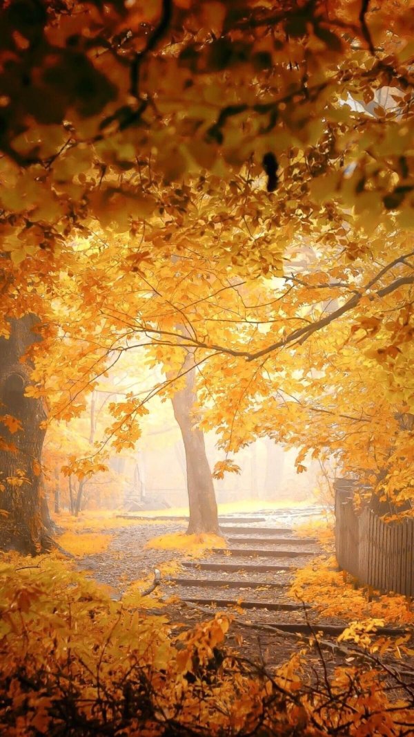 осенние фотографии