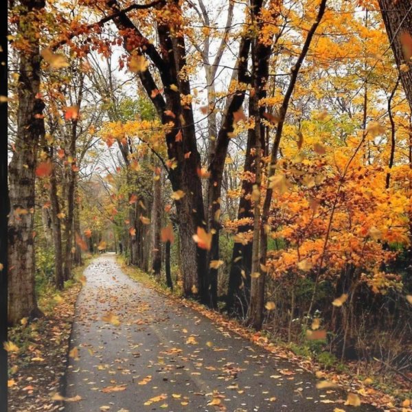 природа осенняя