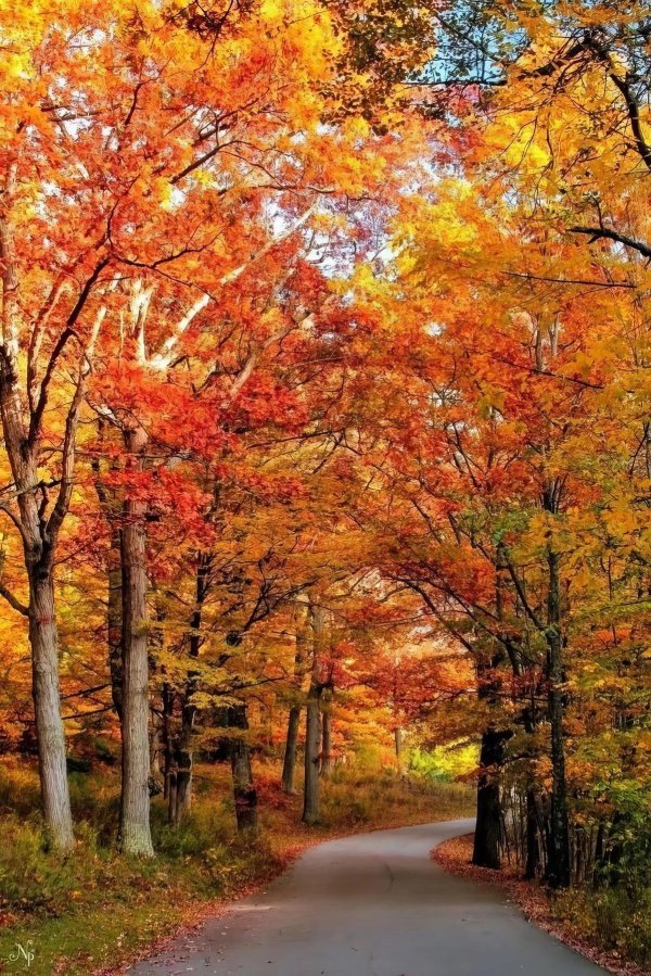 природа осенняя