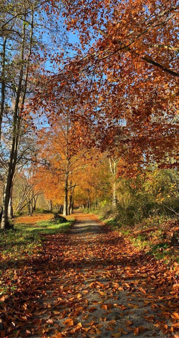 природа осенняя