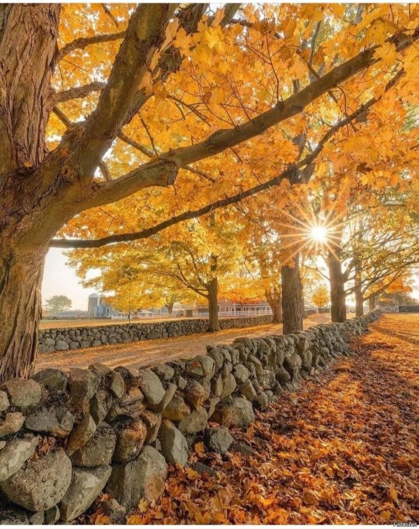 осенние фотографии