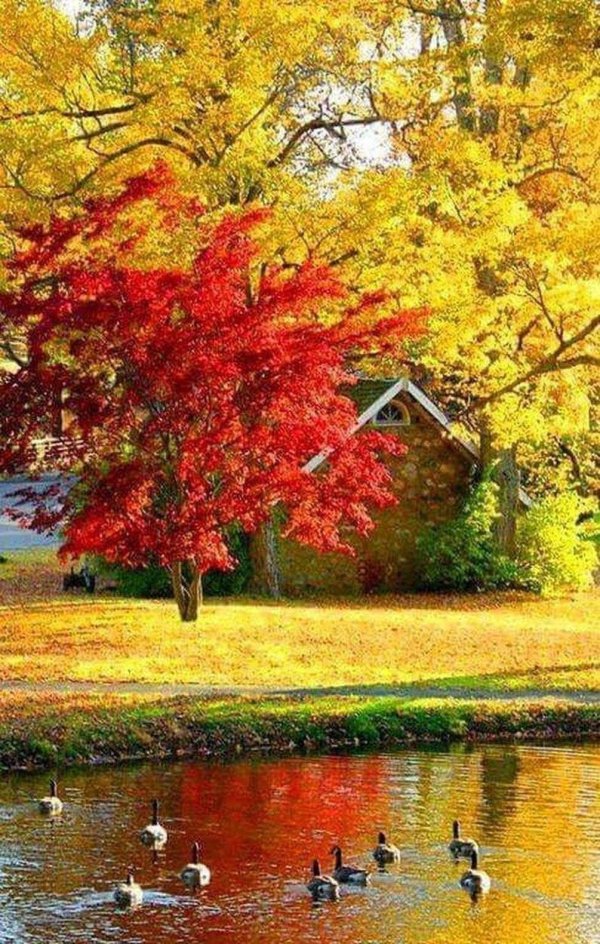 природа осенняя