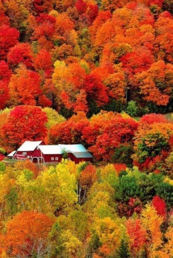 яркий осенний пейзаж