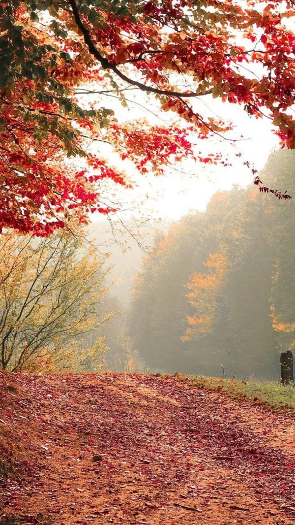 природа осени