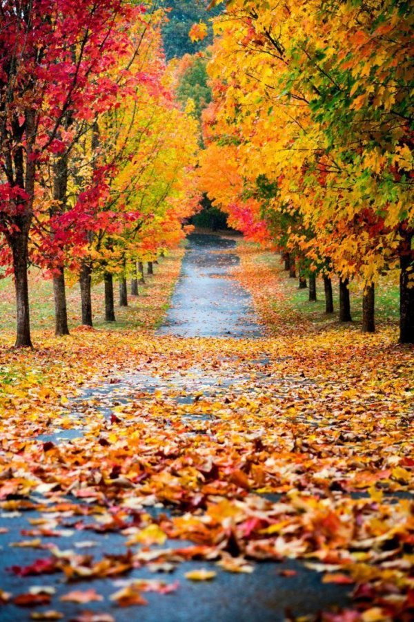 осенние фотографии