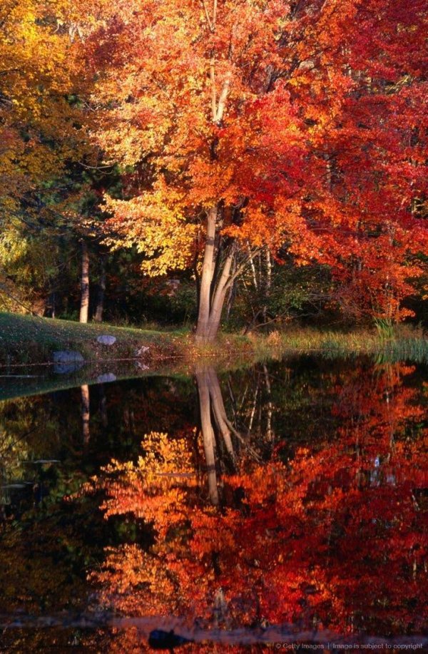 природа осени