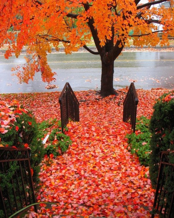 осенние фотографии