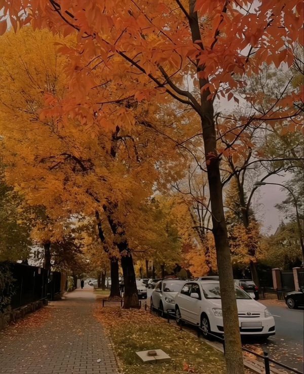 парк клен осенью