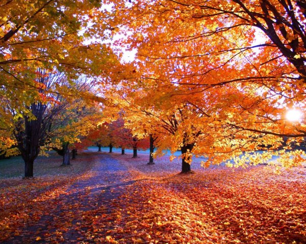 природа осени