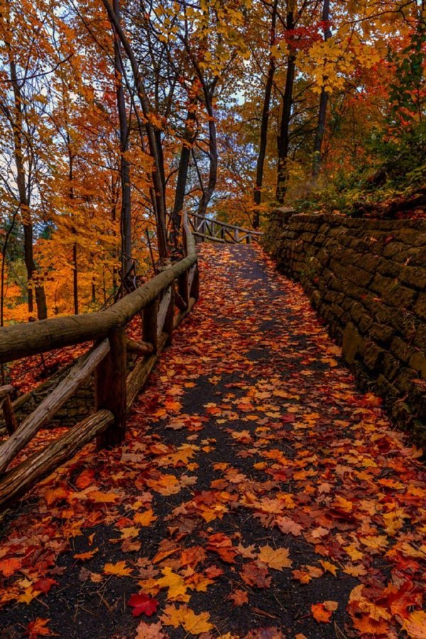 осенние фотографии