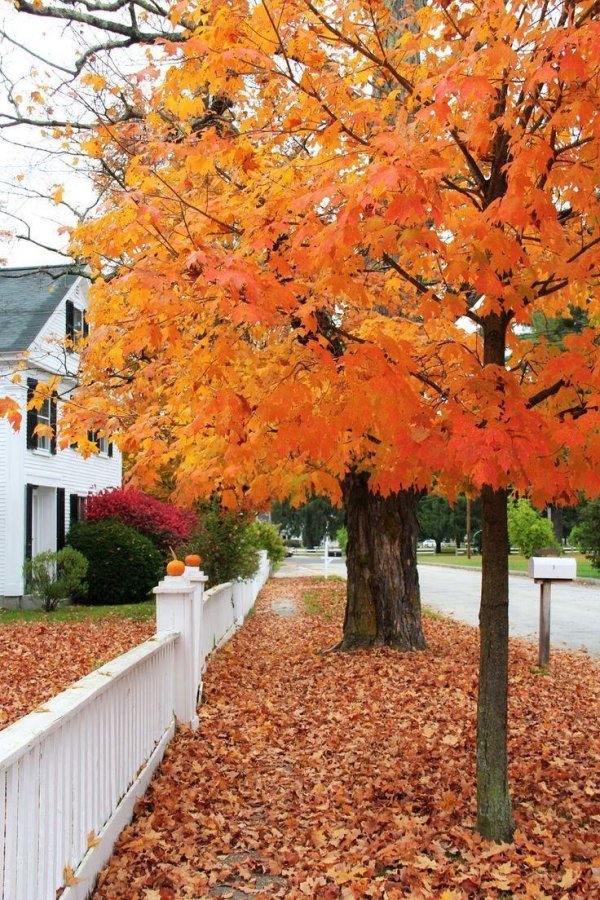 autumn in new england