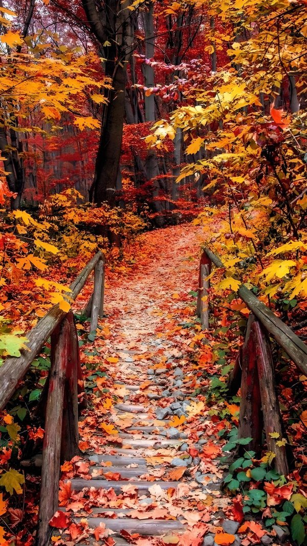 осенние фотографии