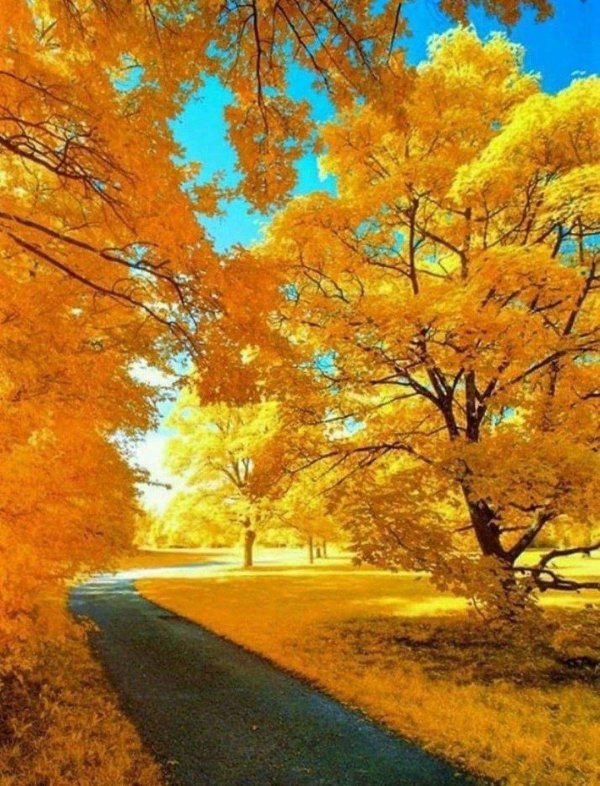 осенне дерево