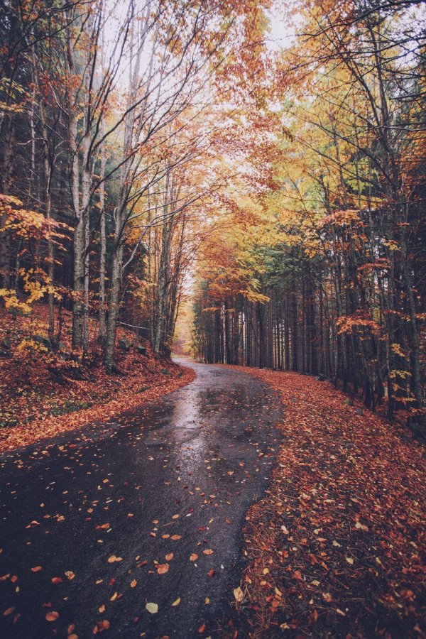 осенние фотографии