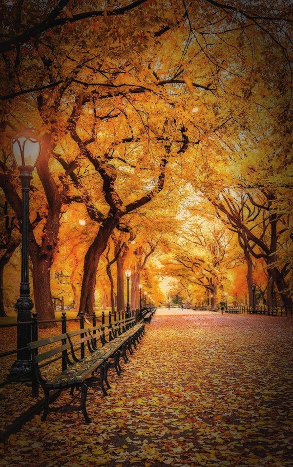 центральный парк нью йорк