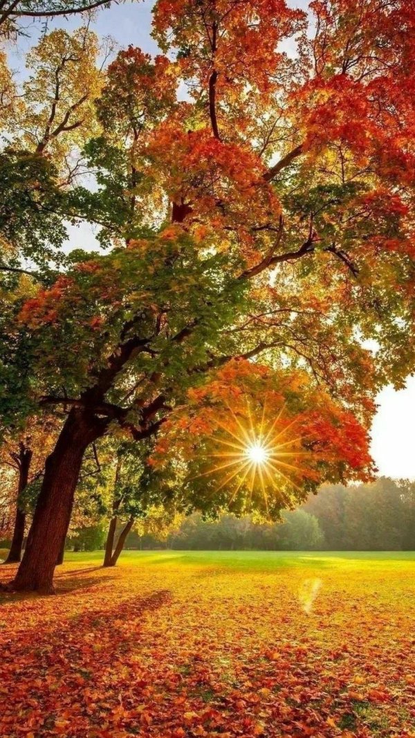осеннее солнце