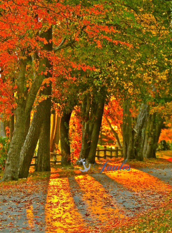 природа осени