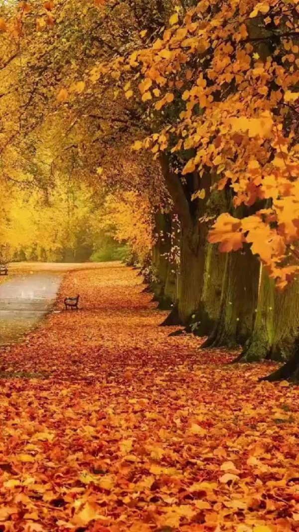 осенние пейзажи