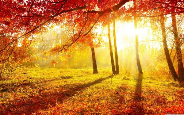 осенние фоны