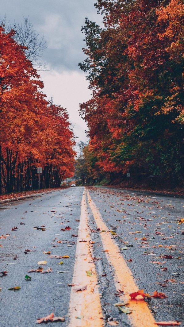 осенняя дорога