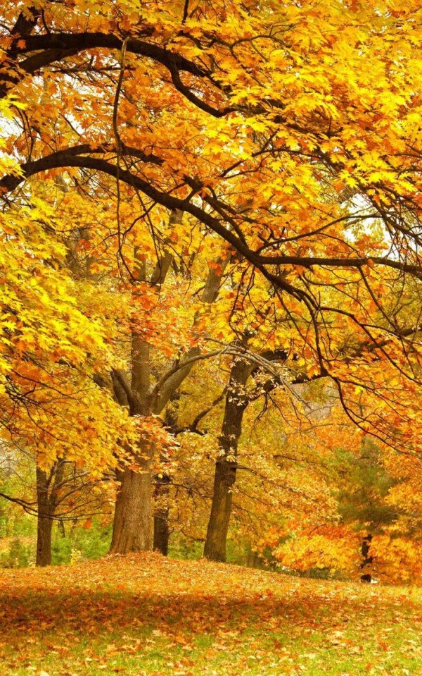 осенние пейзажи