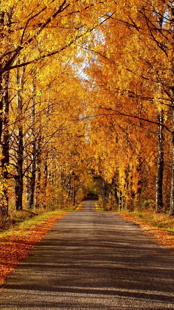 лес осенний