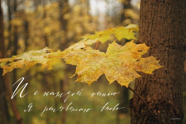 задрожали листы облетая фет