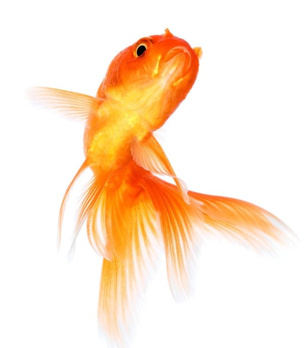 рыбка на прозрачном фоне