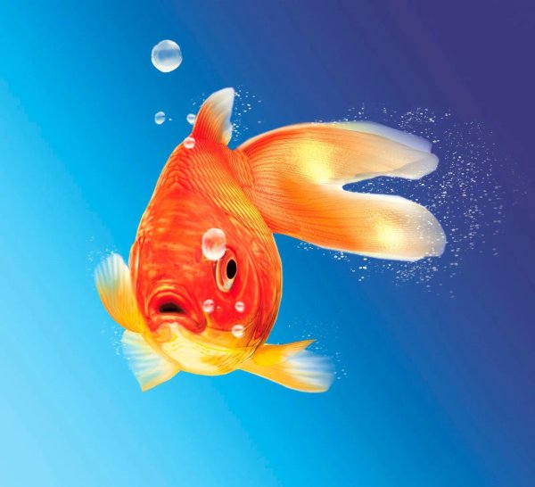 изображение золотой рыбки