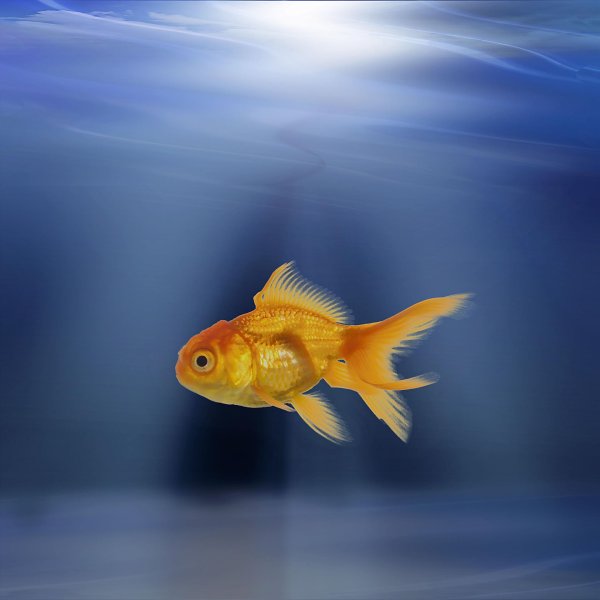 золотая рыбка