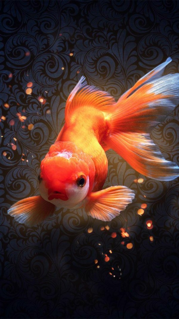 рыбки фон