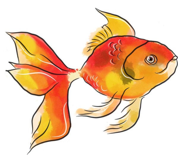 рыбка золотая