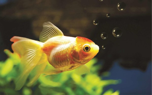 барбус вуалехвост