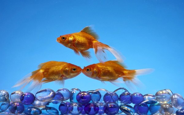 золотая рыбка