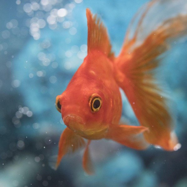 аквариумные рыбки голдфиш