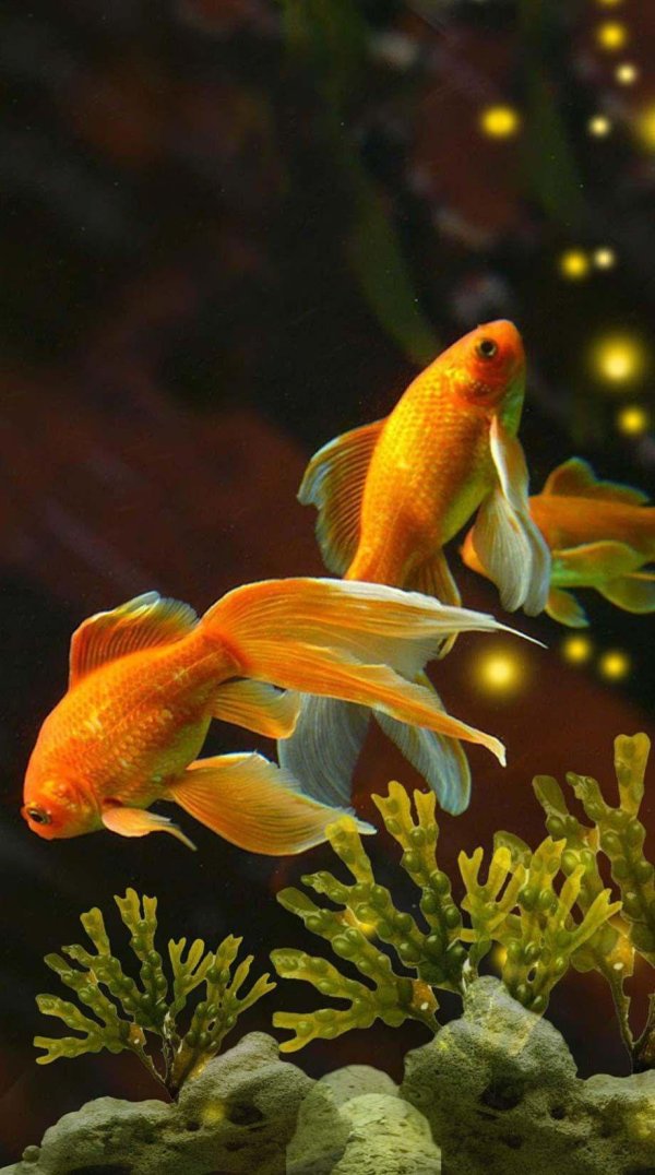 оранда вуалехвост