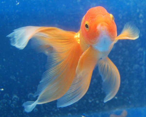 вуалехвост рыбка