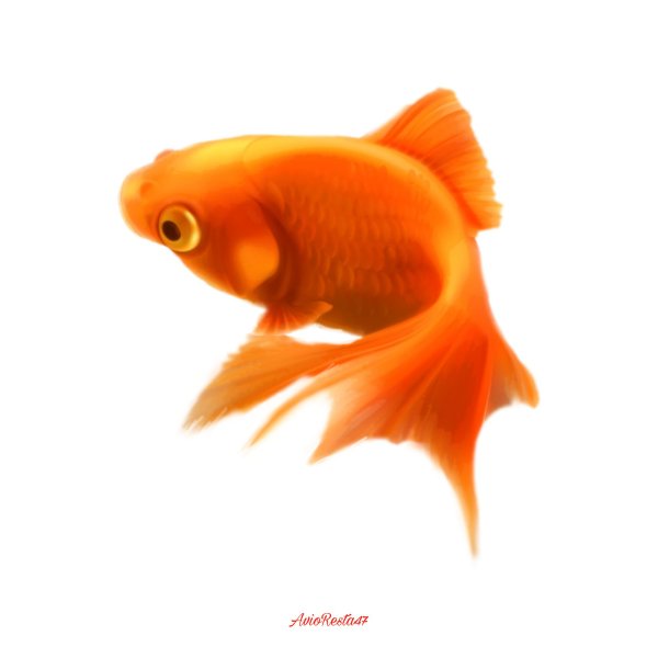 рыбка на прозрачном фоне